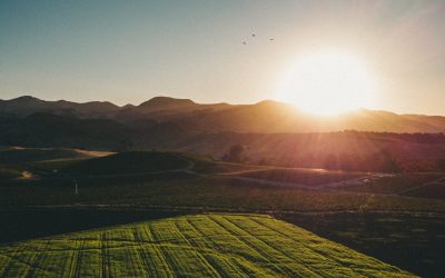 How Is Hemp Sustainable?